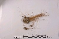 藏品(長蒴苔)的圖片